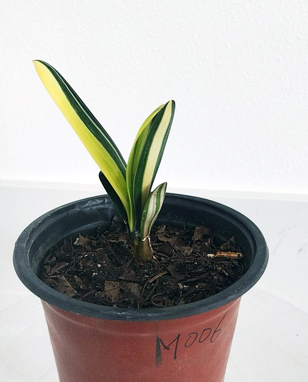 Potted plant with green and yellow leaves on a white background