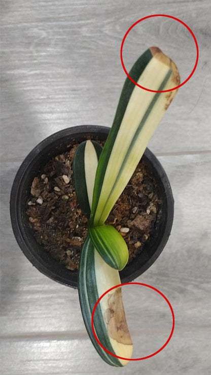 Variegated Clivia Plant 鸳鸯 Mandarin Duck Clivia with pot M006 CYMUS Orchids Sale