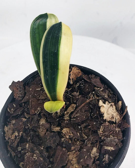 Small potted plant with green and yellow leaves on a white background