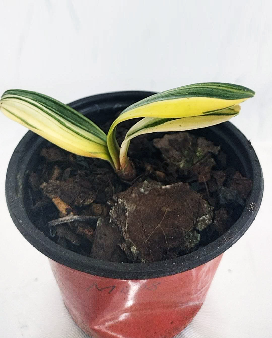 Small potted plant with striped leaves on a white background