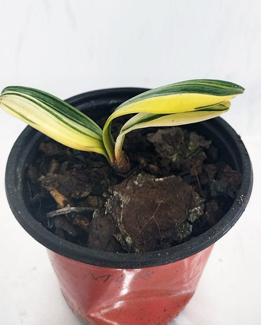 Small potted plant with striped leaves on a white background