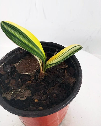 Potted plant with yellow and green leaves on a white background