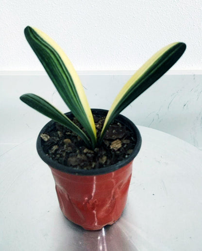 Potted plant with green and yellow leaves on a white surface