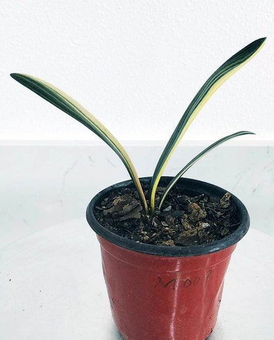 Potted plant with green leaves in a red pot on a white background