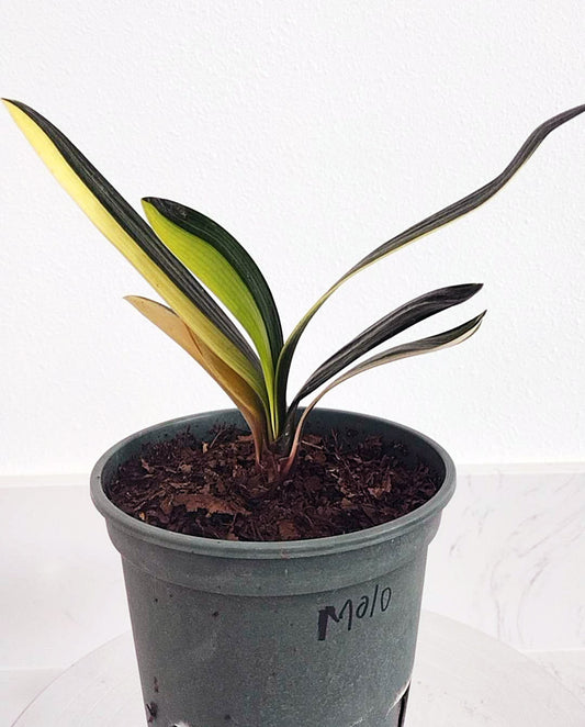 Potted plant with green and yellow leaves in a gray pot on a white background