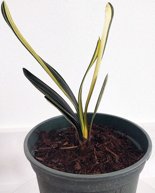 Variegated Clivia 鸳鸯 Mandarin Duck Clivia with pot  M011