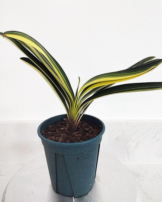 Potted plant with green and yellow leaves on a white background