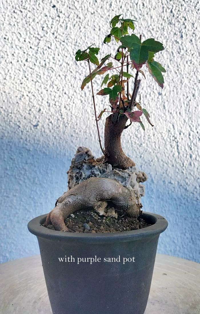 Potted bonsai tree with purple sand pot against a textured white wall
