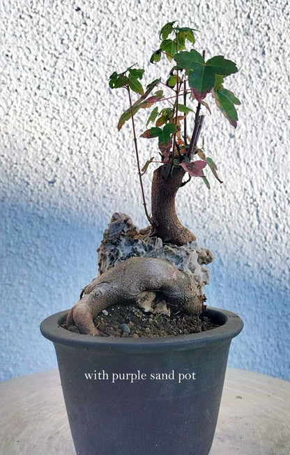 Potted bonsai tree with purple sand pot against a textured white wall