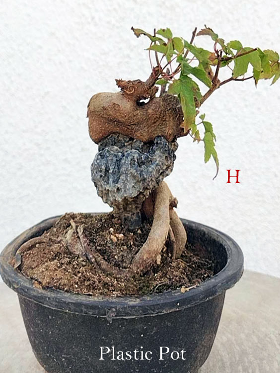 A small bonsai-style tree in a black plastic pot, photographed against a white textured wall. The image includes text labels reading 'H' and 'Plastic Pot' to indicate features of the product.
