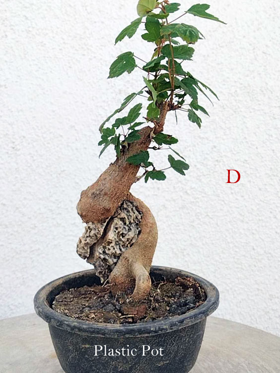A potted bonsai-style tree with a twisted trunk, green leaves, and a black plastic pot on a light surface against a white textured wall. A red letter 'D' appears on the right, and 'Plastic Pot' is printed on the pot.