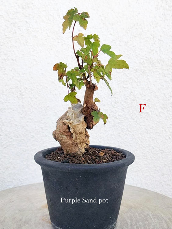 A potted bonsai-style plant with green leaves and a textured tan trunk in a black plastic pot, set against a white stucco wall. White text on the pot reads 'Purple Sand pot', and a red letter 'F' appears to the right.