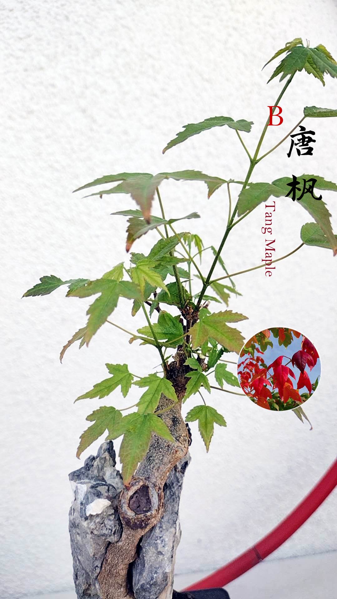 Potted plant with a red and white label on a light gray background