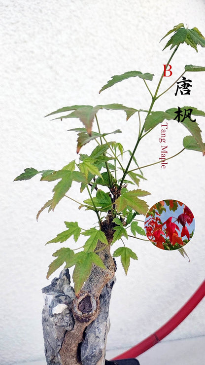 Potted plant with a red and white label on a light gray background
