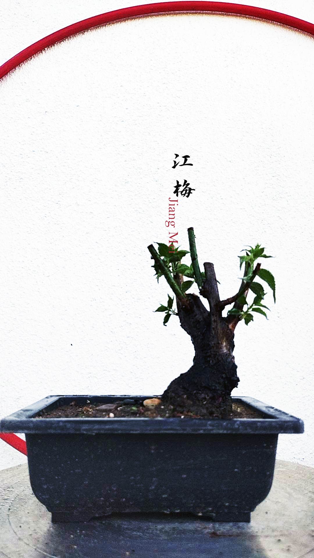 Bonsai tree in a pot with red text on a white background