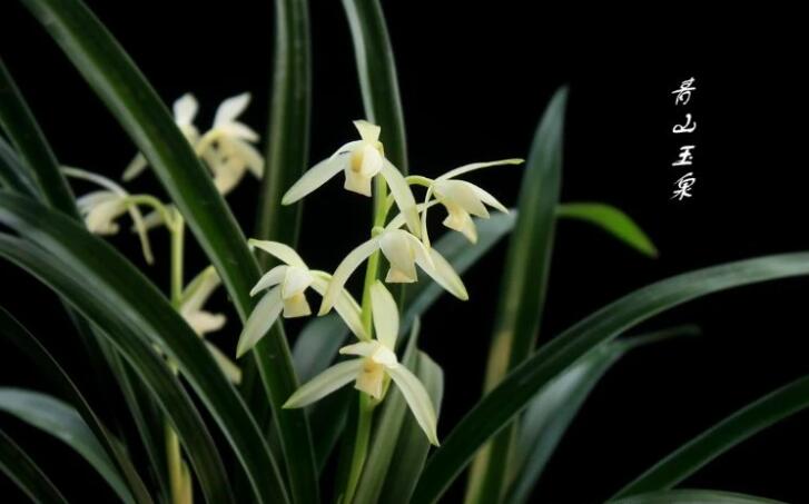 White orchids with green leaves on a black background