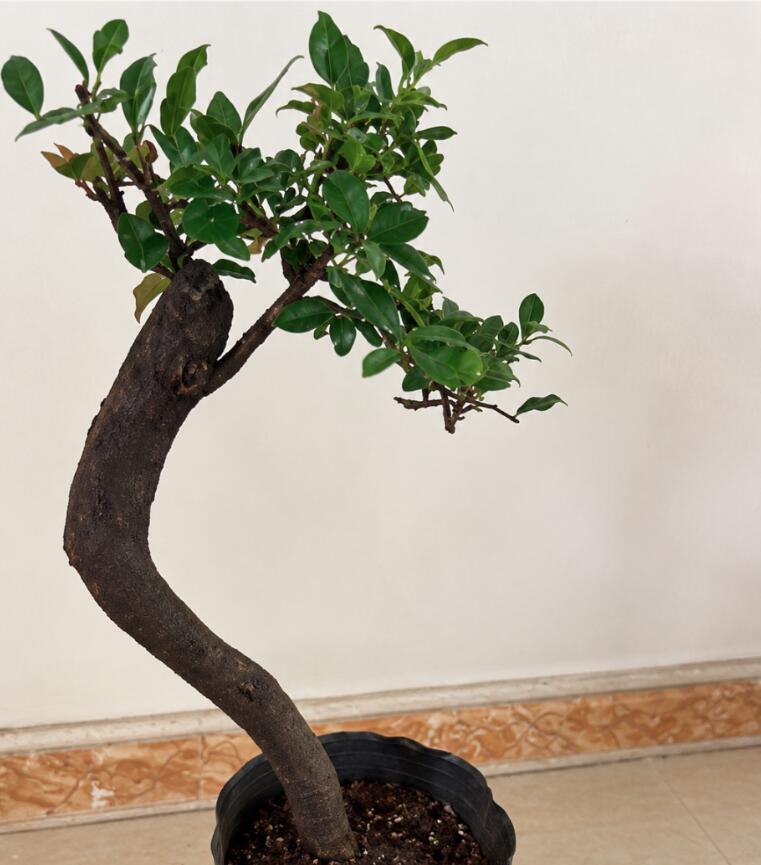 A potted bonsai-style tree with a curved dark trunk and green leaves, shown in a black plastic pot against an indoor wall and tiled floor.
