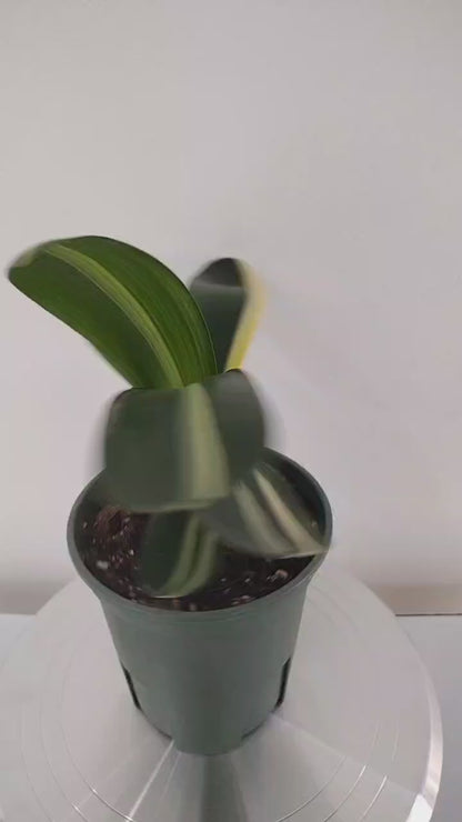 Variegated Clivia  君子兰 彩兰   五彩鸳鸯1 Multicolored Mandarin Duck with pot