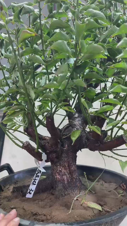 Pre-Sale Rare Hehua Yudie Japanese Apricot Bonsai (Prunus mume) – Pink & White Double Flowers
