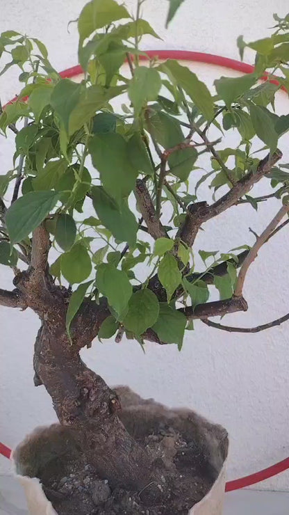 Rare Green calyx Japanese Apricot Bonsai (Prunus mume) – 15+ Year Old Ume tree with pot