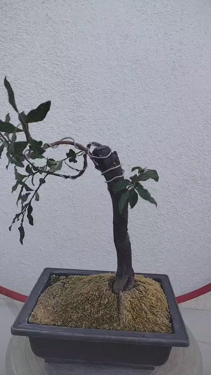 Female Diospyros armata J006 Fruiting Bonsai Tree Stump | Gold Ball Persimmon