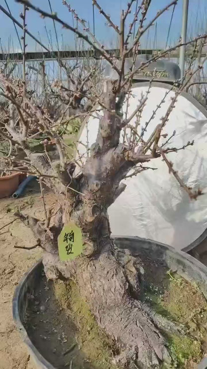 Pre-Sale Rare Jade Butterfly Japanese Apricot Bonsai (Prunus mume) – 30+ Year Old in Bud