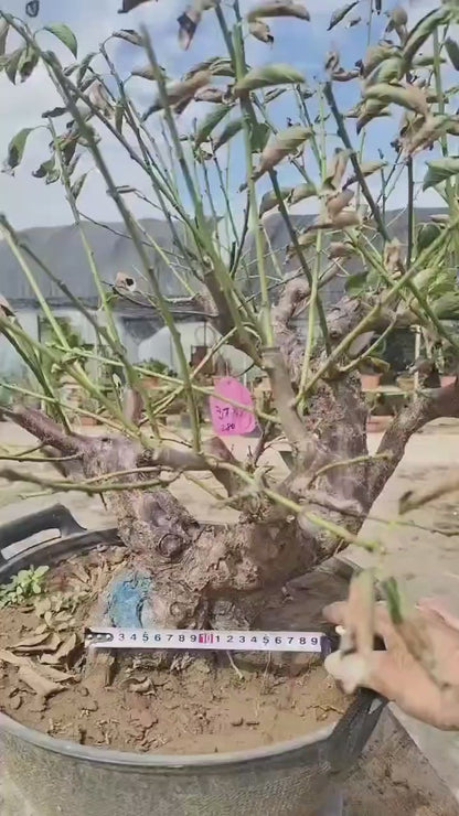 Pre-Sale Rare JiangMei Japanese Apricot Bonsai (Prunus mume) – 20+ Year Old