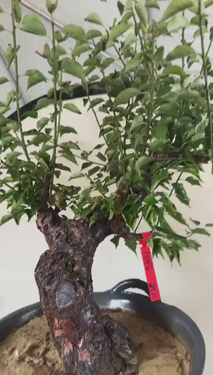 Pre-Sale Rare Flowering Plum Tree (Prunus mume) – 20+ Year Old Gulihong Bonsai Specimen