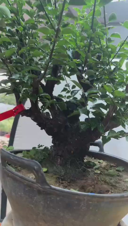 Pre-Sale Rare Flowering Plum Tree (Prunus mume) – 20+ Year Old Gulihong Bonsai Specimen