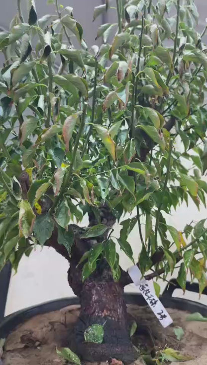 Pre-Sale Rare Hehua Yudie Japanese Apricot Bonsai (Prunus mume) – Pink & White Double Flowers