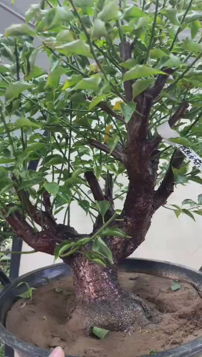 Pre-Sale Rare Hehua Yudie Japanese Apricot Bonsai (Prunus mume) – Pink & White Double Flowers