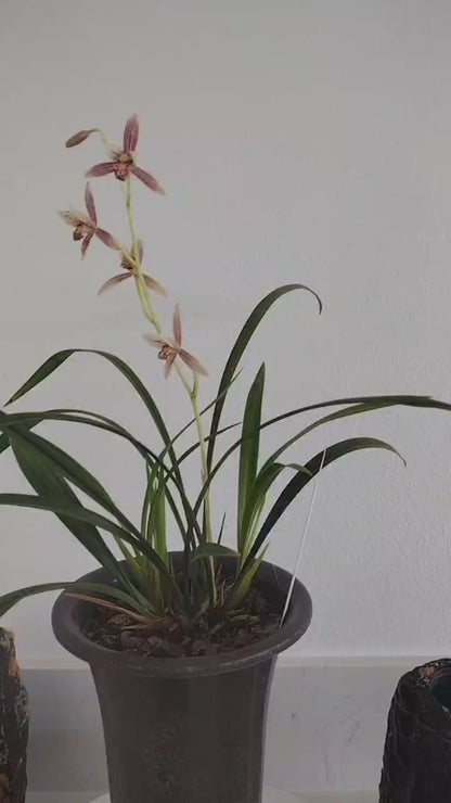 Live Orchid Plants-芳华 Easy Care Large Flowers Orchids Air Purifying Live Houseplant Cymbidium-  FangHua 国兰
