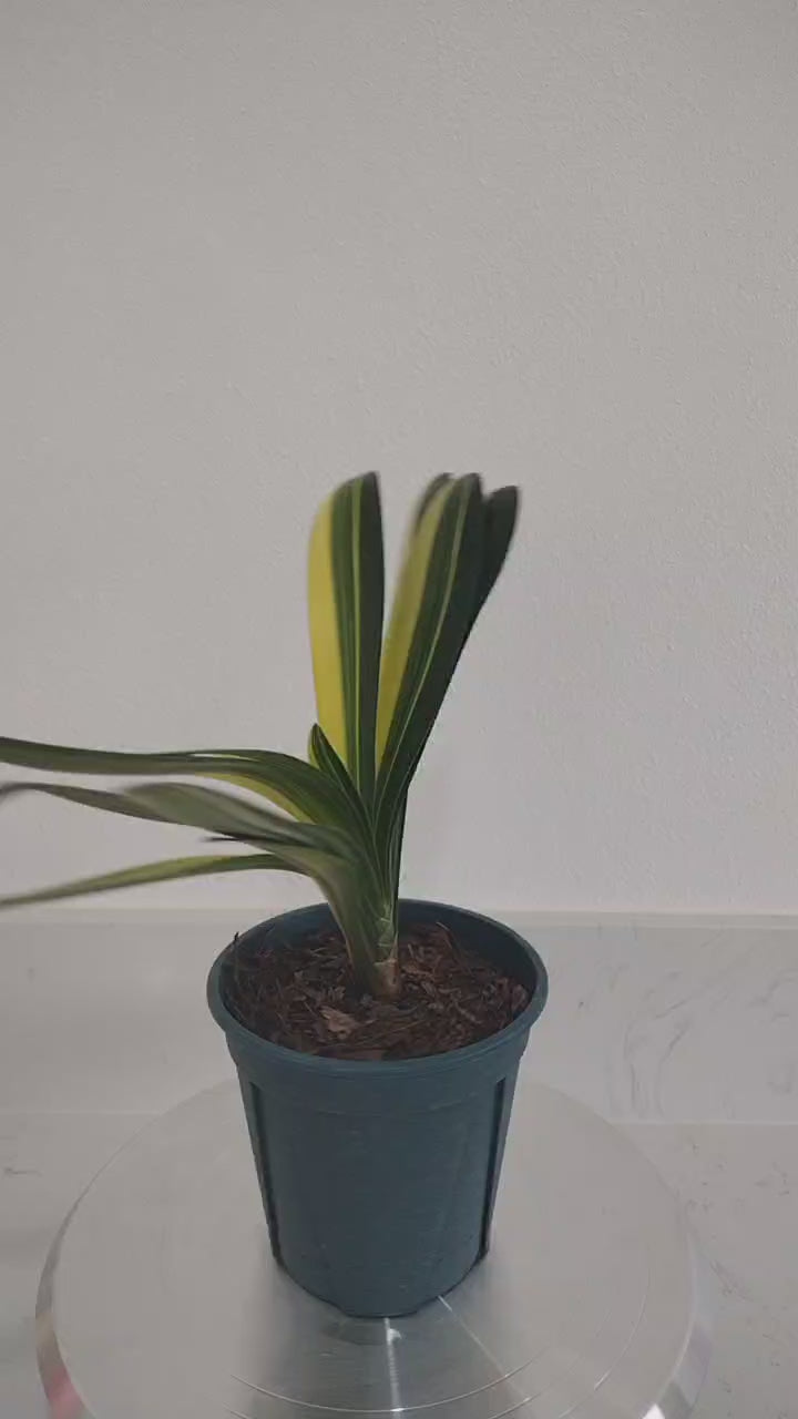 Variegated Clivia 鸳鸯 Mandarin Duck Clivia with pot M012 – CYMUS