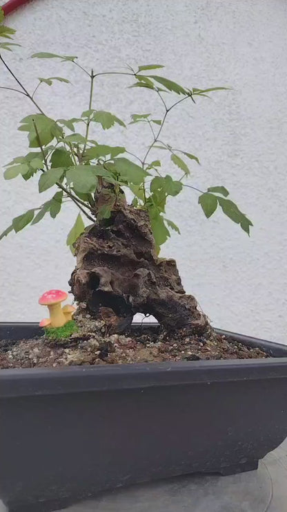 Chinese Chaste Tree Bonsai (Vitex negundo) – Five-Leaved Chaste Tree with pot