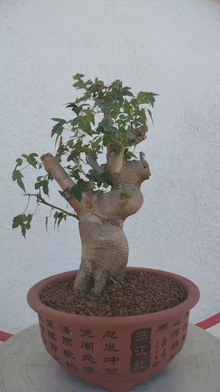 Chinese Maple | Jin Dan Zi Bonsai | Calamus | Chinese Elm