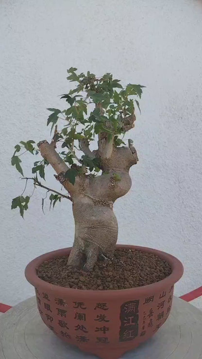 Authentic Chinese Trident Maple Bonsai - Massive Nebari, Old Style Trunk with Pot