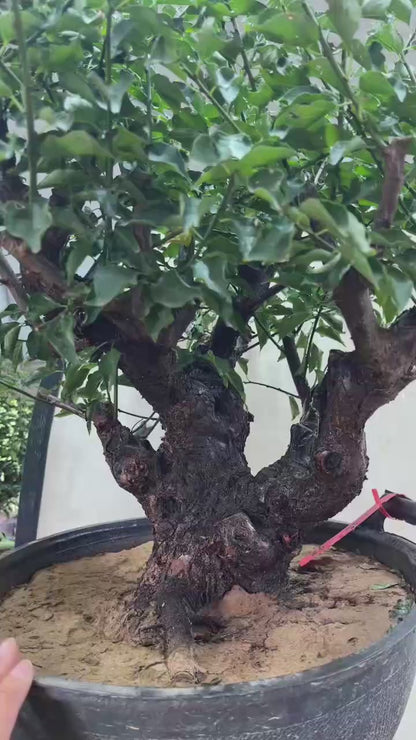 Pre-Sale Rare Flowering Plum Tree (Prunus mume) – 20+ Year Old Gulihong Bonsai Specimen