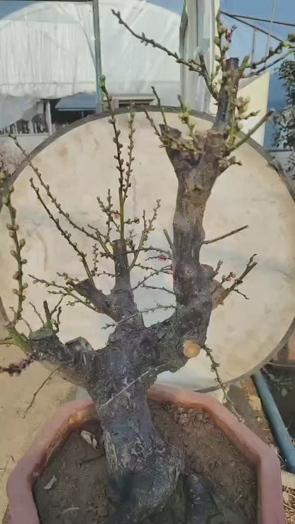Pre-Sale Rare JiangMei Japanese Apricot Bonsai (Prunus mume) – 15+ Year Old with Buds