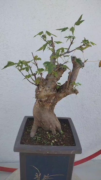 Trident Maple Bonsai - Fiery Red Fall Colors, Old Style Nebari, with Pot