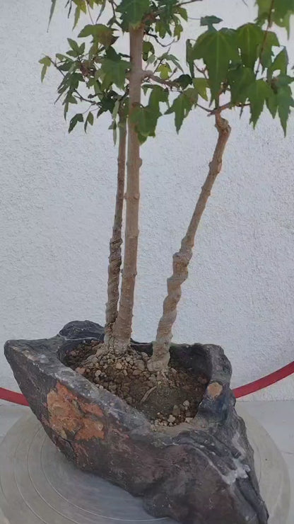 Authentic Chinese Trident Maple Bonsai - Fiery Red Fall Colors, Old Style Nebari with Stone Pot