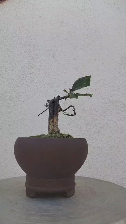 Rare Jade Butterfly Japanese Apricot Bonsai (Prunus mume) with pot – 8+ Year Old