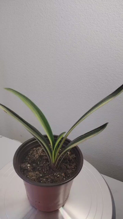 Variegated Clivia  君子兰 彩兰  黑武士 Black Warrior Mandarin Duck with pot