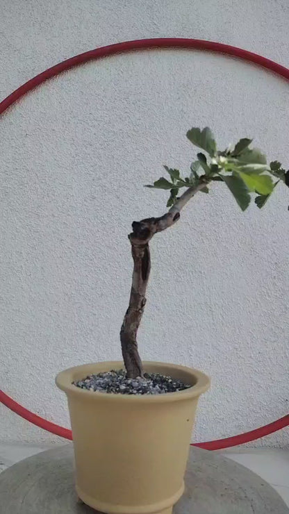 Small Leaf Hawthorn Bonsai Tree – Flowering & Fruiting Live Bonsai Plant