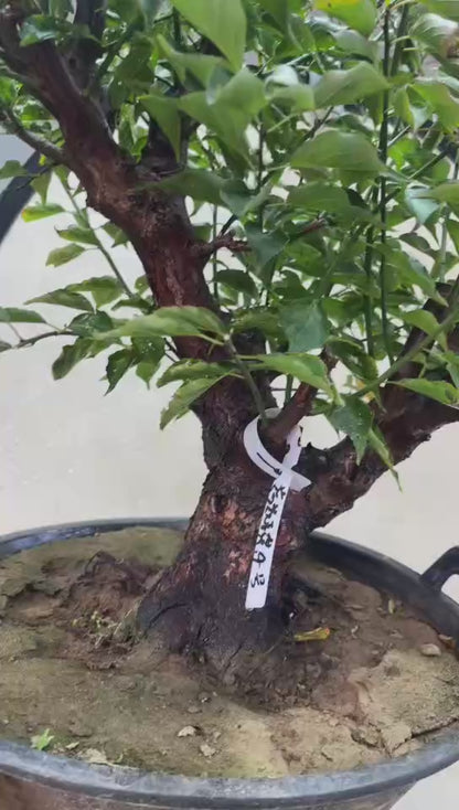 Pre-Sale Rare Hehua Yudie Japanese Apricot Bonsai (Prunus mume) – Pink & White Double Flowers