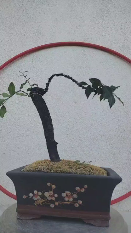 Female Diospyros armata J011 | Stump Bonsai with Purple sand pot
