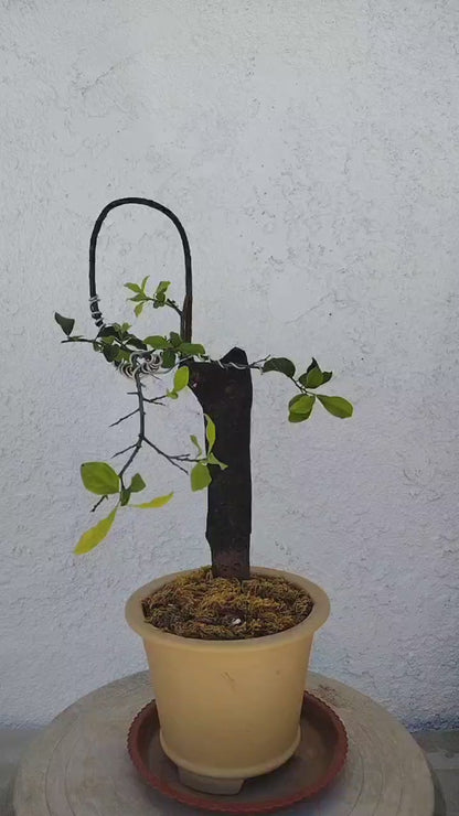 Female Diospyros armata J004 金弹子 evergreen JinDanZi  stump bonsai with pot