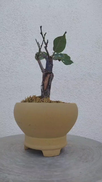 Rare Jade Butterfly Japanese Apricot Bonsai (Prunus mume) with pot – 8+ Year Old