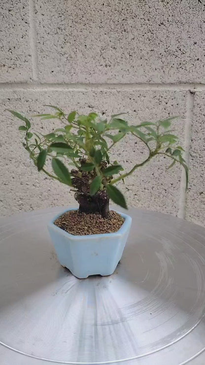 Mini cute Ji Rose with Bonsai pot 姬蔷薇 迷你可爱盆景 Bonsai Live Green Bonsai Tree Indoor outdoor Gardening Live Houseplant Home Decor Gift