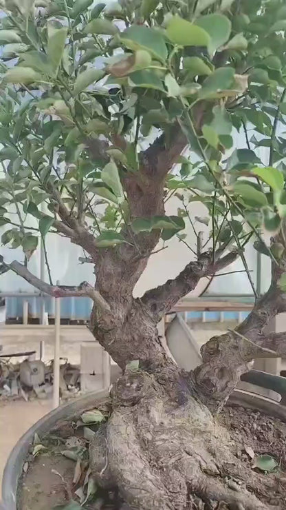 Pre-Sale Rare Japanese Apricot Bonsai (Prunus mume) – 25+ Year Old Red Core Flowering Specimen
