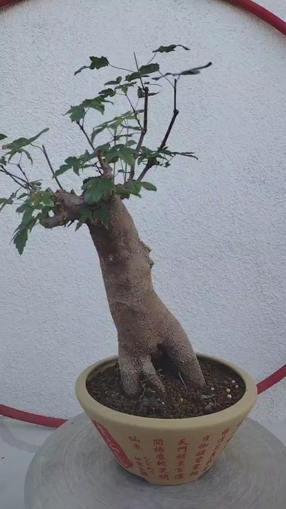 Authentic Chinese Trident Maple Bonsai - Massive Nebari, Old Style Trunk with Pot